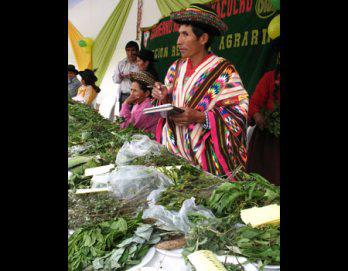 Plantas para la próstata