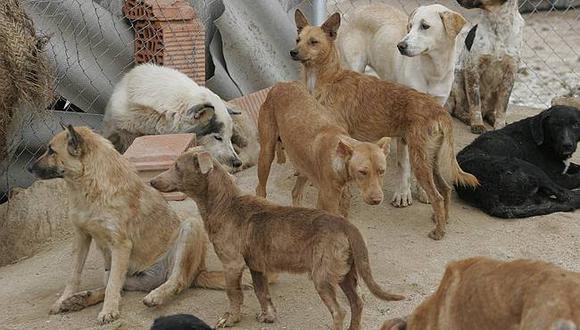 Trasladan a 200 perros a depósito de gobierno provincial