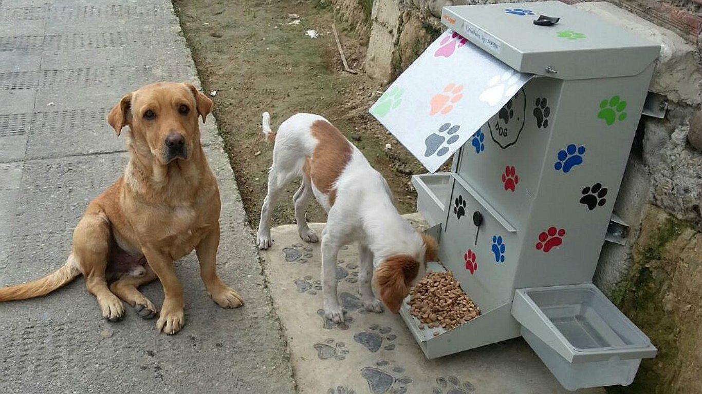 Animalistas crean dispensador de comida para perros y gatos (FOTOS)
