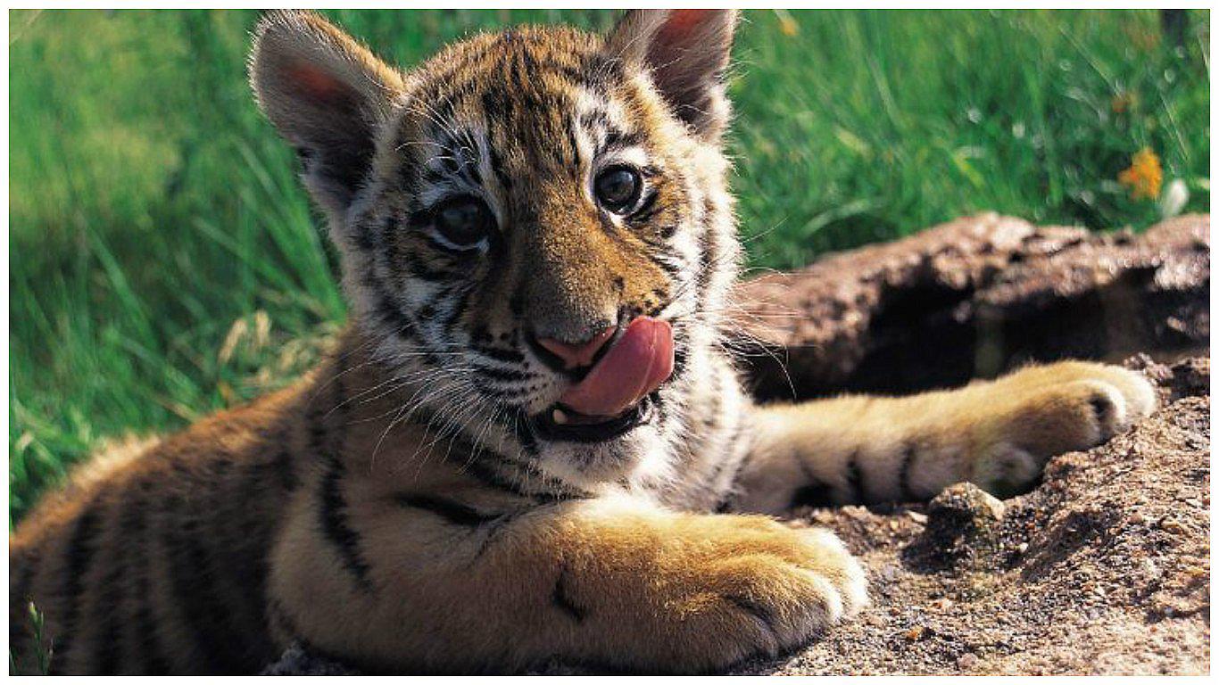 Vietnam: huesos y vísceras de tigres son usados para elaborar medicinas