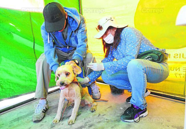 Arequipa: 57.7% de perros fueron vacunados contra la rabia