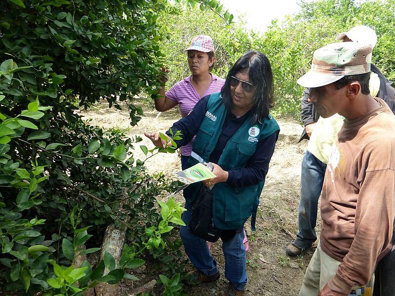 Tumbes: SENASA refuerza en Tumbes prevención ante plaga que afecta a los cítricos