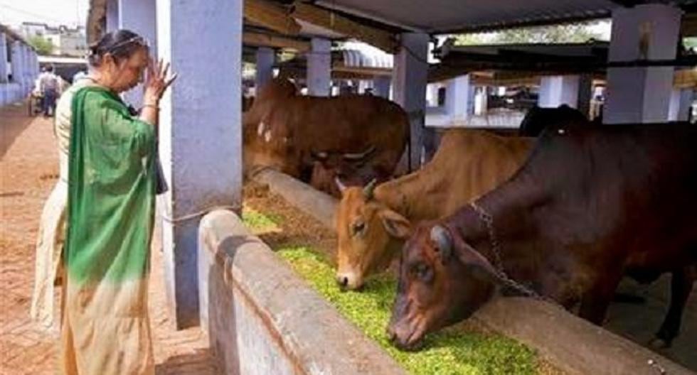 Los refugios para vacas proliferan en India | MUNDO | CORREO