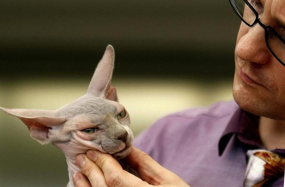 VI Exposición Internacional Felina: Conoce a los gatos participantes (FOTOS)