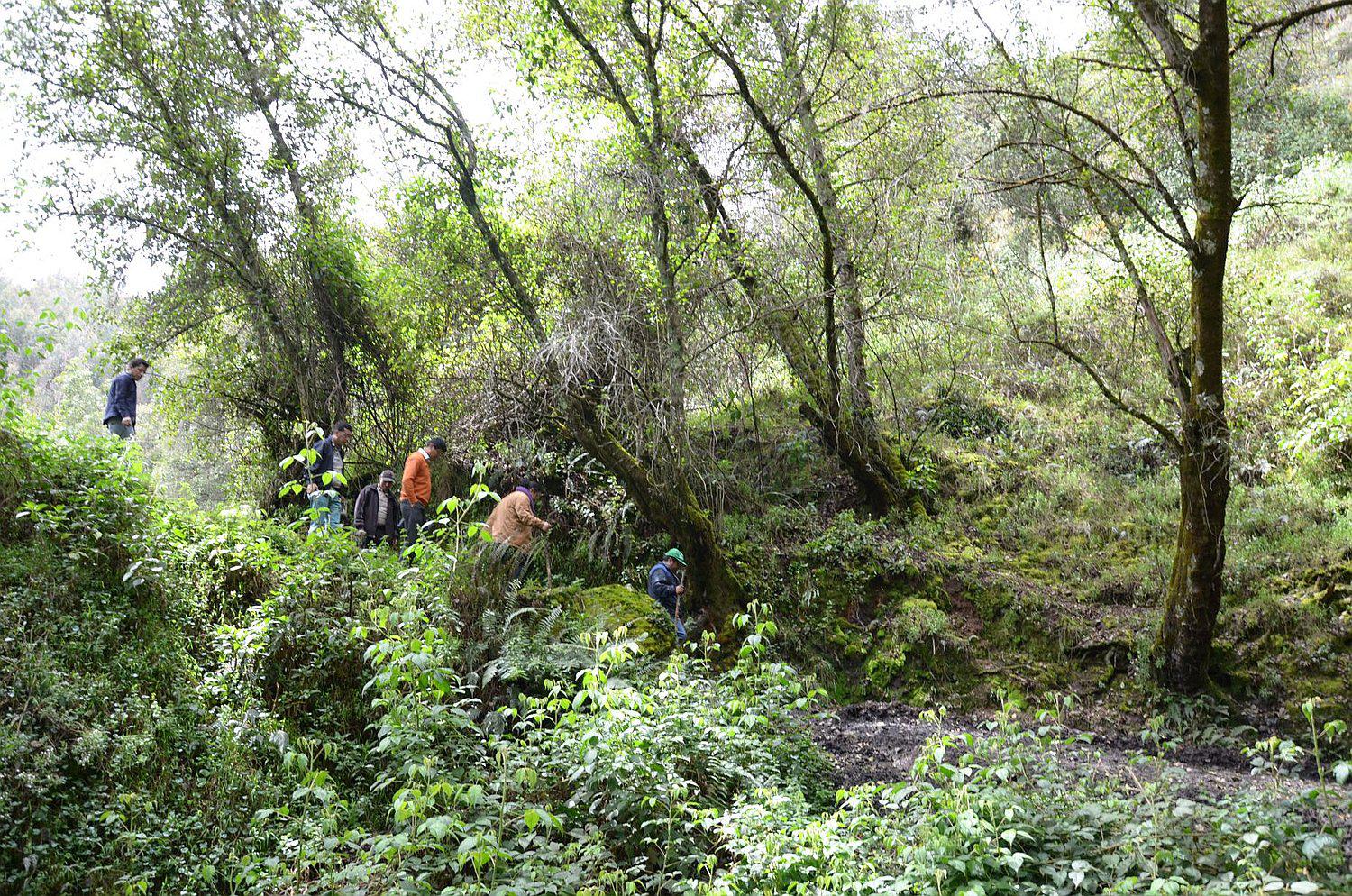 Solo 19 % de bosques  y plantaciones tiene  el Valle del Mantaro
