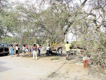 Árbol de los deseos de Cachiche se desplomó