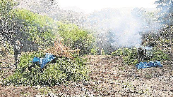 Piura: Decomisan 1622 plantones de marihuana