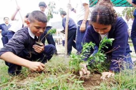 Plantarán árboles de especies nativas en la región Puno
