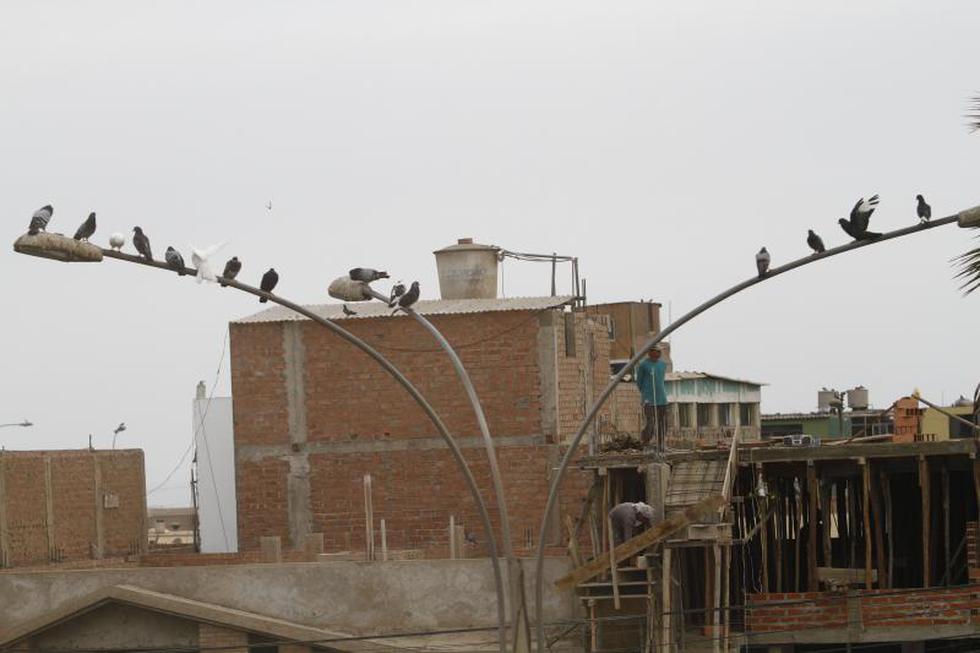 Las palomas se han convertido en una plaga