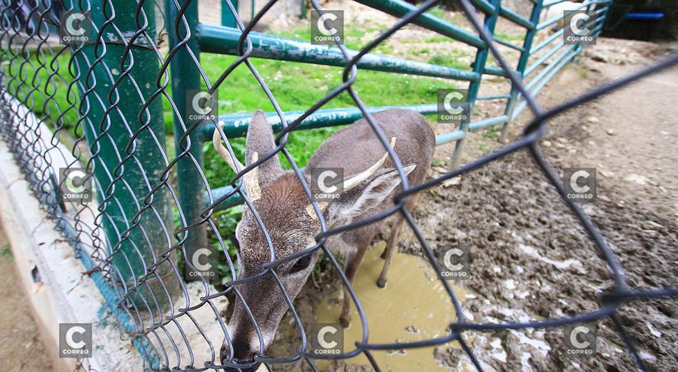 Animales del zoológico de Huancayo también son afectados por el frío (FOTOS)