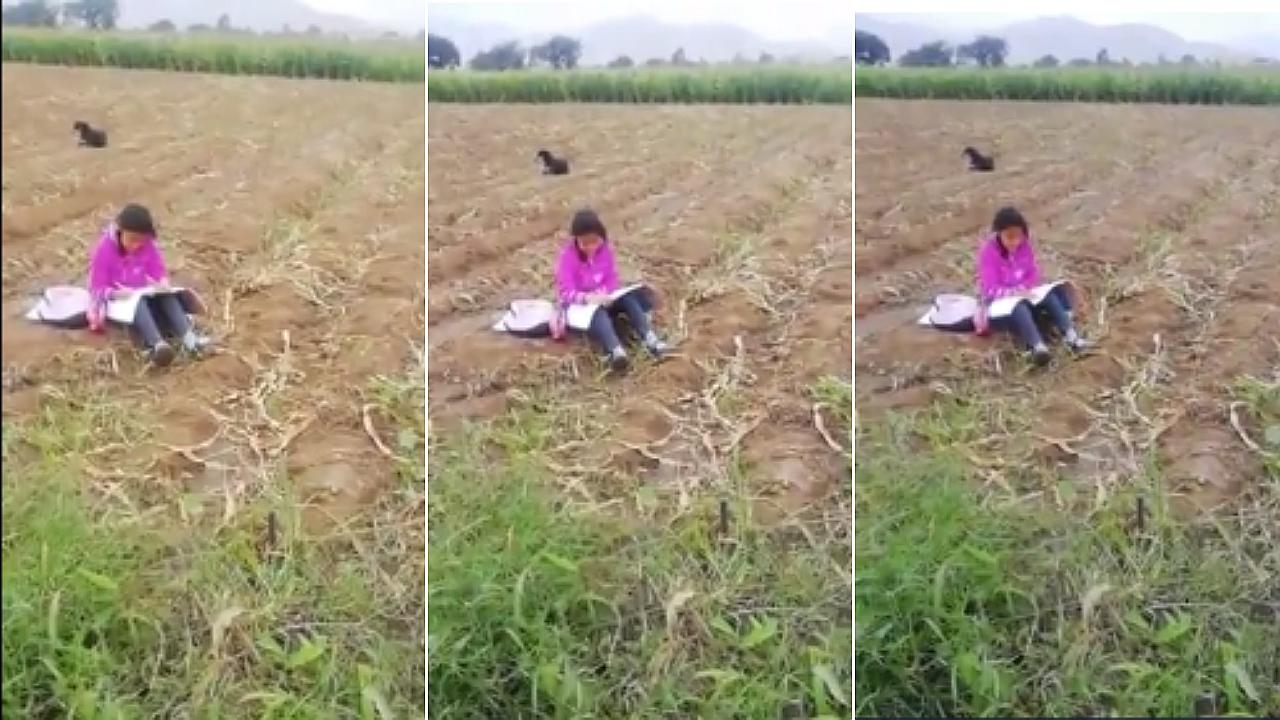 Niña que estudia mientras cuida a sus animales en una chacra de Trujillo conmueve a usuarios en internet 