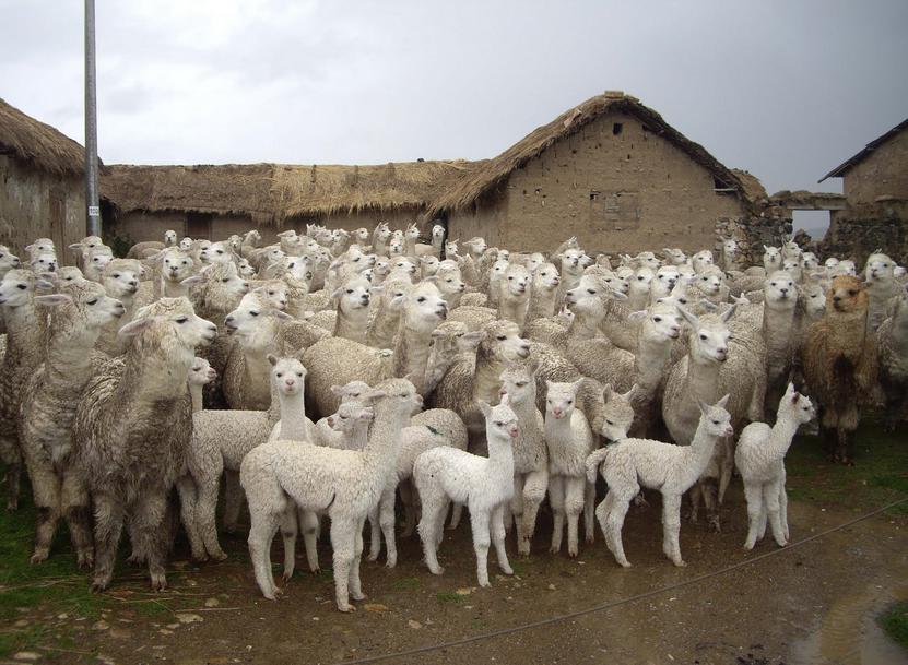 Con chalecos térmicos protegerán del frío a miles de alpacas bebés en Huancavelica