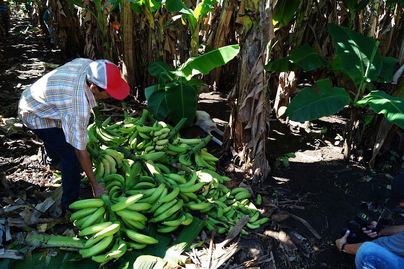 Incrementa la producción de plátano y limón en Tumbes