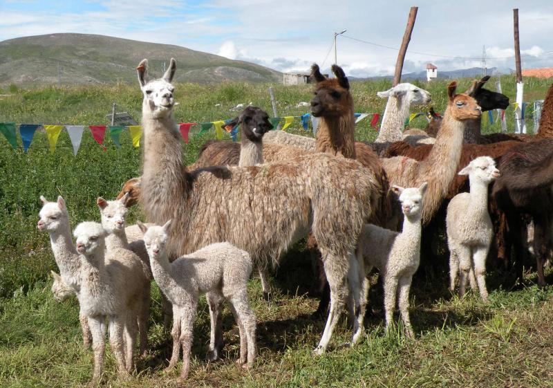 Con asistencia técnica identifican auquenidos