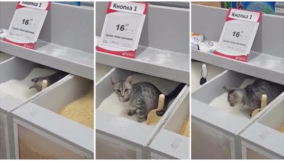 Gato utilizó azúcar de supermercado como caja de arena y es viral en internet (VIDEO)