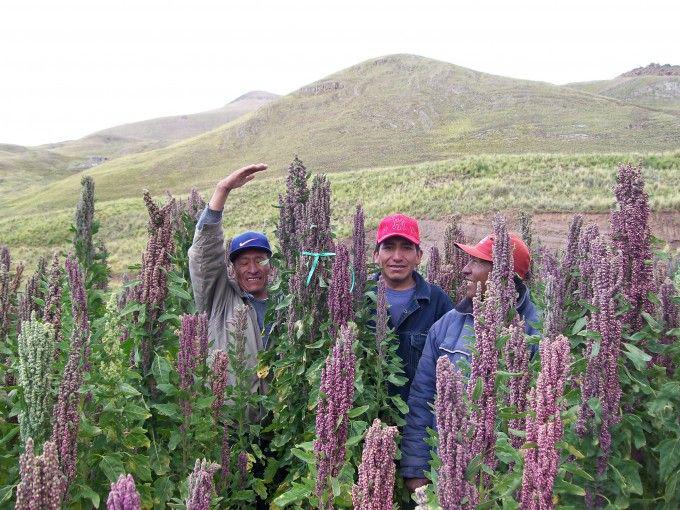 Piura: Impulsan  producción de quinua  en Huancabamba