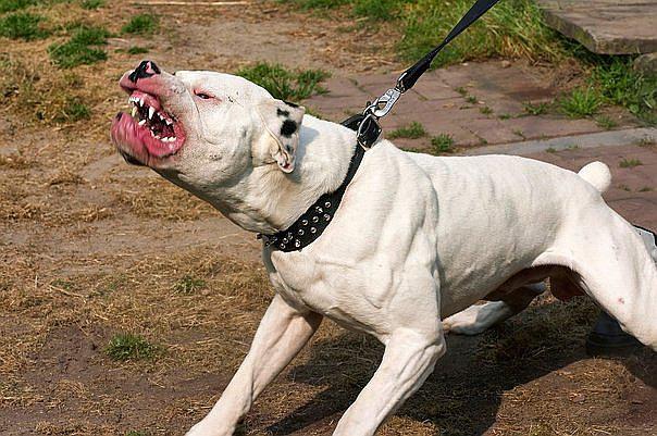 Niño atacado por perro pitbull necesita ser trasladado a Lima