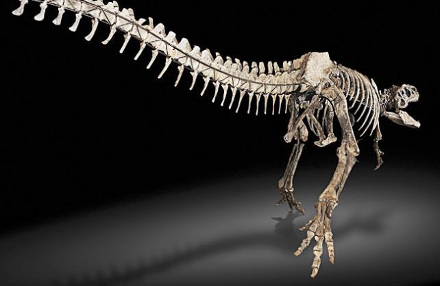 Tanzania: Hallan restos de nueva especie de dinosaurio gigante