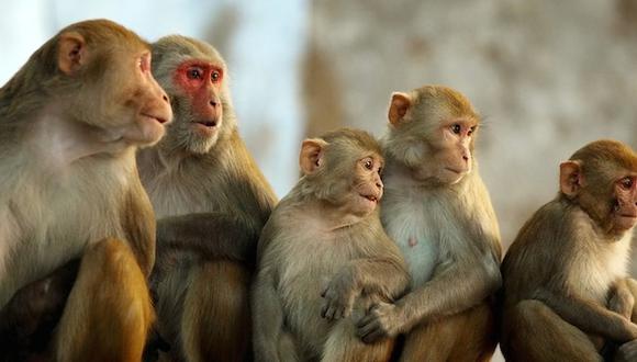 ​Puerto Rico: Escapan 30 monos infectados con virus para investigaciones
