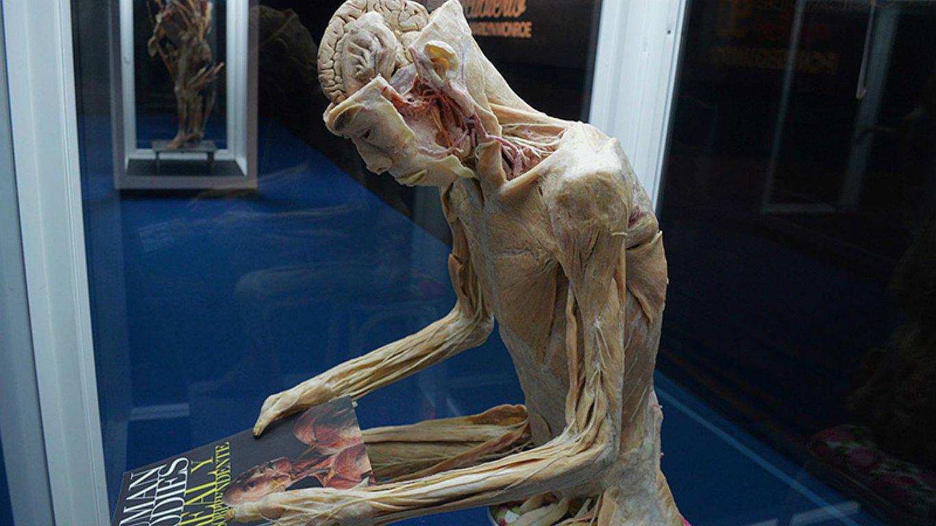 Exposición de cuerpos humanos reales regresa a Lima (FOTOS)