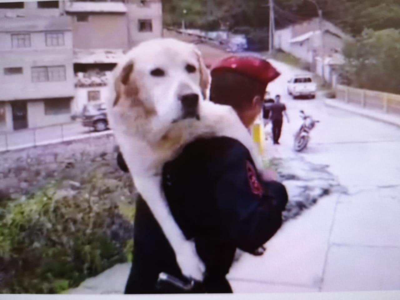 Apurímac. Can fue rescatado esta manaña por agentes del Escuadrón de Emergencia.