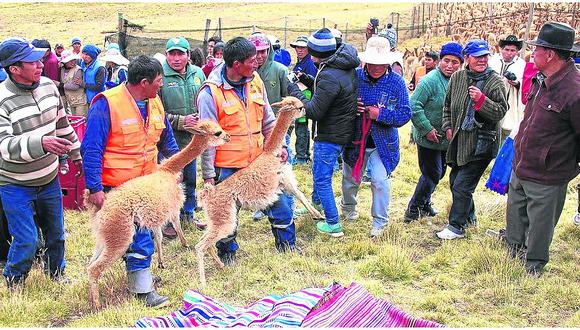 ​Ancestral chaccu y "boda" de vicuñas en Marcapomacocha