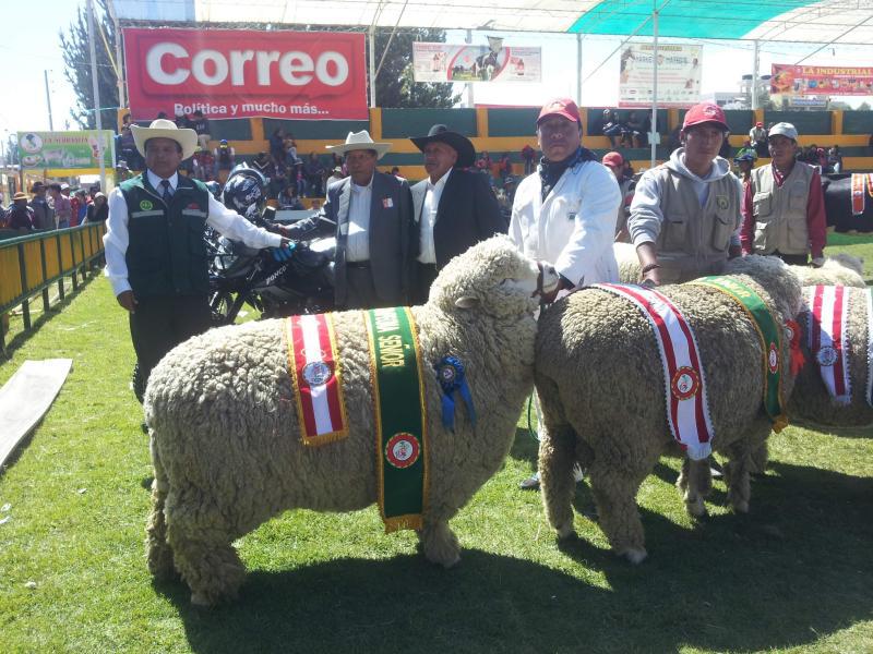 Raza Junín creada en Perú será Patrimonio de la Nación 