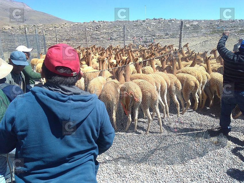 Precio de fibra de vicuña se ha reducido a $ 270 el kilogramo