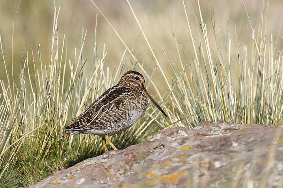 Aves del Colca, la biodiversidad en el cañón más profundo (VIDEO)
