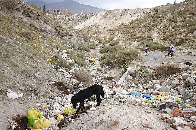 ​Rabia canina: Salud detecta 2 nuevos casos en Miraflores y Cerro Colorado