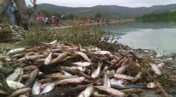 Bolivia: Miles de peces mueren en laguna por excesivo calor