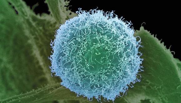 ​Una modificación del virus del herpes destruye las células del cáncer de piel