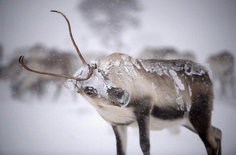 Más de 200 renos mueren de hambre en el Ártico por el cambio climático (VIDEO y FOTOS)