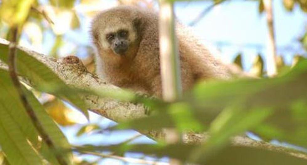 Mono Tocón la especie única en Perú en peligro de