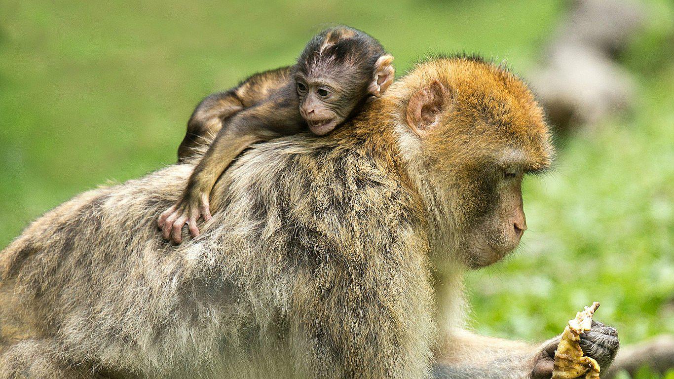 ¿Lo animales sufren? Mira la triste imagen de una mona con su cría 