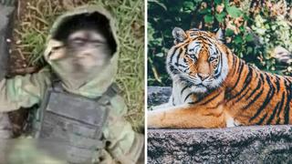Mono que fue asesinado en un tiroteo deja al descubierto la fascinación de los narcos mexicanos por los animales exóticos