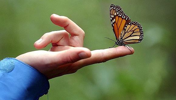Intelectuales, científicos y artistas piden salvar a la mariposa monarca