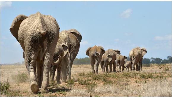 Los elefantes africanos siguen disminuyendo por la caza furtiva