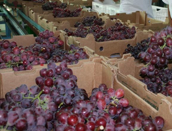 Chincha: Vivero climatizado espera producir 5 millones de plantones de uva