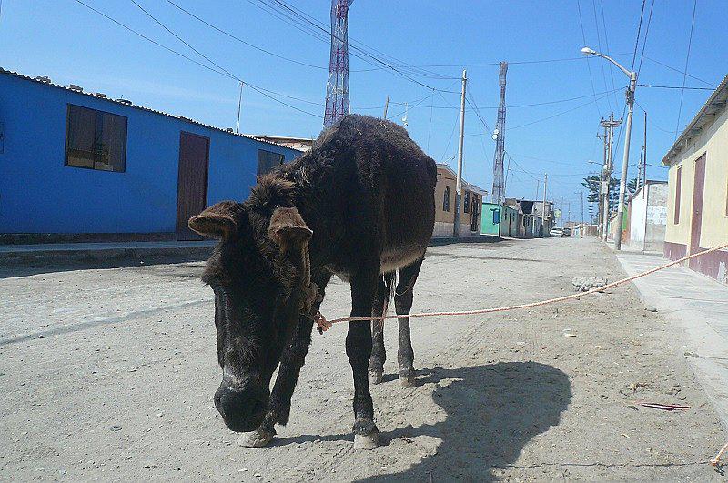 El burro más longevo tendría 80 años y vive en Punta de Bombón