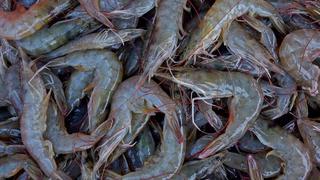 China suspende importación de gambas de Ecuador tras detectar coronavirus en paquetes