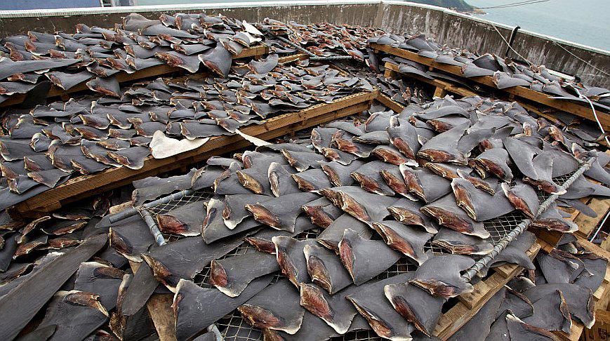 Hong Kong: Aerolínea Cathay Pacific ya no transportará aletas de tiburón para preservar especie