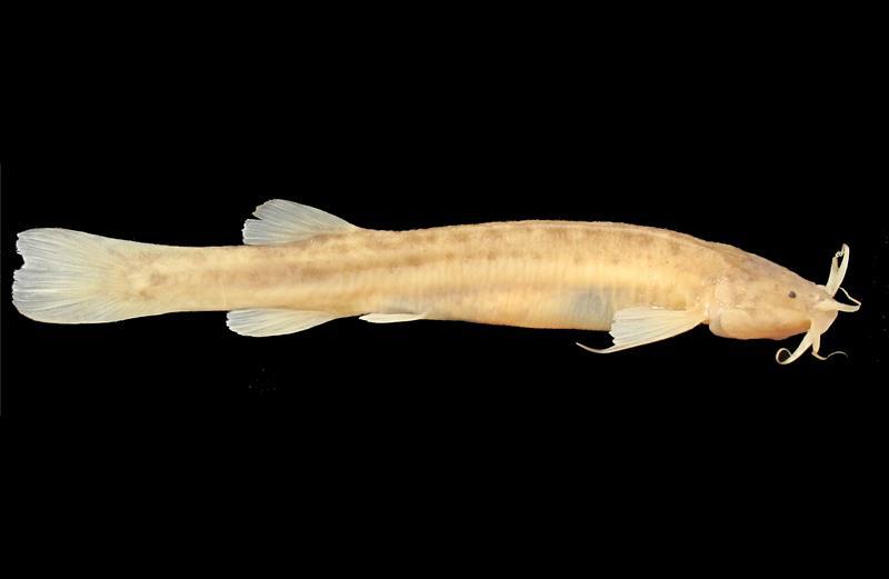 Brasil: Descubren una nueva especie de pez que vive en cavernas