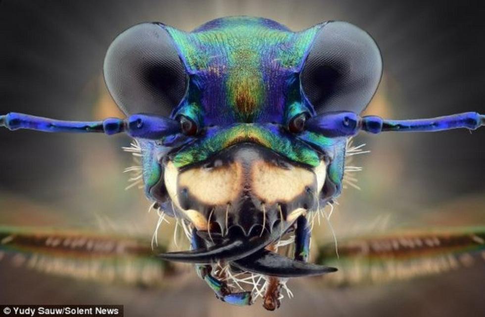 Así se ven los insectos cara a cara (FOTOS)