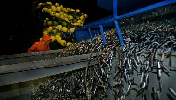 El riesgo de la pesca en aguas profundas (VIDEO)