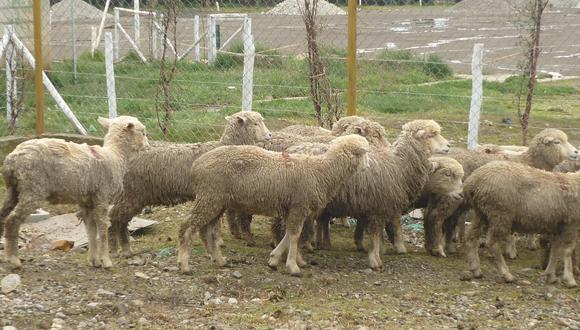 Hallan 30 ovinos muertos en centro de producción de Pasco