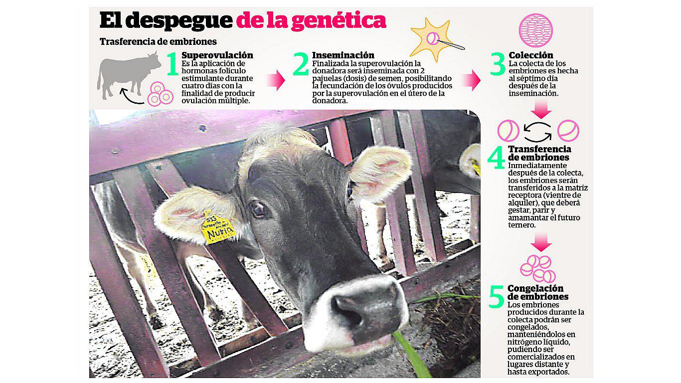 ​Mejoran ganado vacuno con técnicas de reproducción