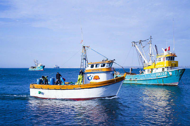 Cuota para la primera temporada de pesca de anchoveta se conocerá esta semana