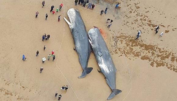 Ballenas muertas en Alemania tenían partes de autos en sus estómagos 