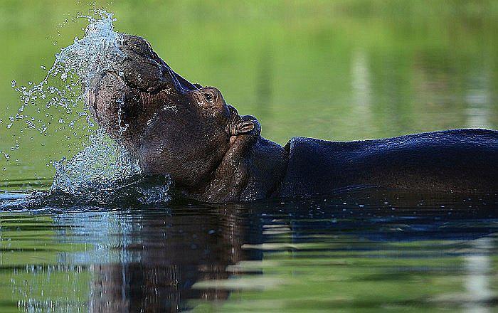 La insólita herencia que dejó el narcotraficante Pablo Escobar: Hipopótamos